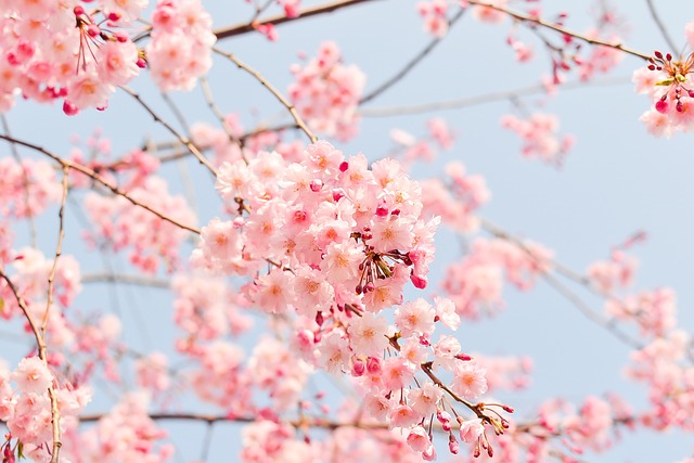 arbre en fleurs de couleur rose et blanc qui illustre les saisons, comme le printemps qui peut etre une saison intérieure